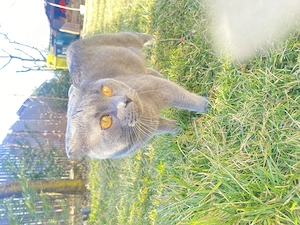 Puiuți Scottish Fold - imagine 5