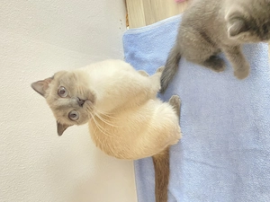 Puiuți Scottish Fold - imagine 4