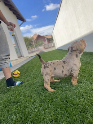 Căței american bully pocket - imagine 5