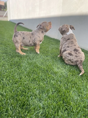 Căței american bully pocket - imagine 4