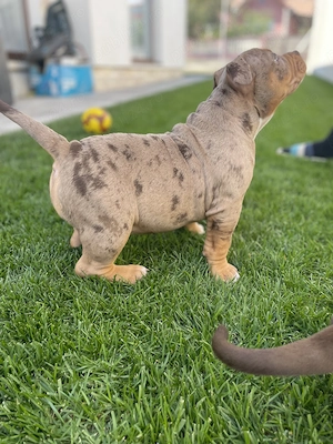 Căței american bully pocket - imagine 3