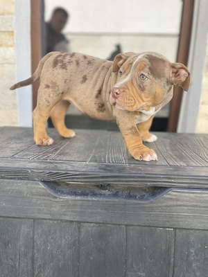 Căței american bully pocket - imagine 2