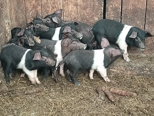 disponibili 9 purcei bazna foarte mancaciosi de 6 saptamani