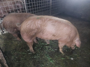 Purcelusi Duroc x pietrain
