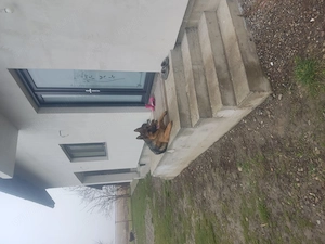Ciobanesc german 
