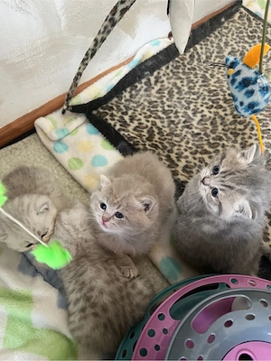 british shorthair golden - imagine 3