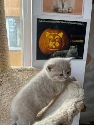 british shorthair golden - imagine 2
