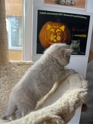 british shorthair golden - imagine 5