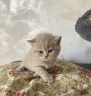 british shorthair golden
