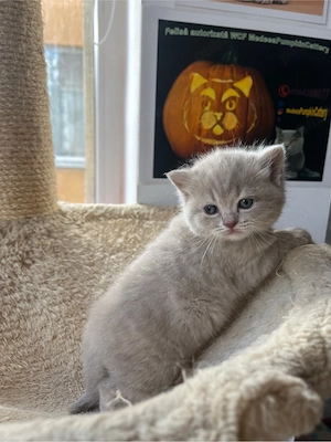 british shorthair golden - imagine 4
