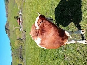 Vaca de vinzare  - imagine 2