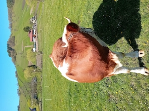 Vaca de vinzare  - imagine 3