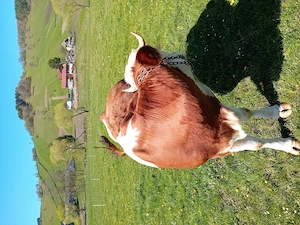 Vaca de vinzare  - imagine 5