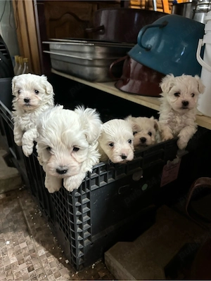 bichon maltez 