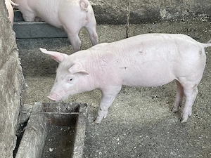 Șoldani de vânzare 