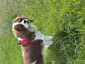 Cavalier King Charles Spaniel cu certificat de origine