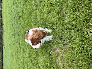 Cavalier King Charles Spaniel cu certificat de origine - imagine 2