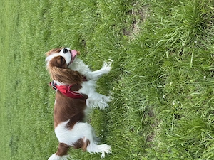 Cavalier King Charles Spaniel cu certificat de origine - imagine 3