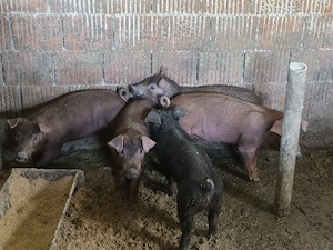 scrofite si viericas Duroc