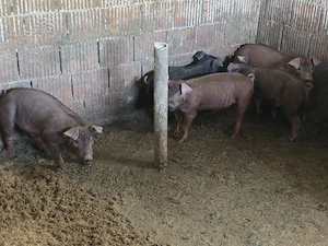 scrofite si viericas Duroc - imagine 2