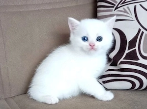 british shorthair 