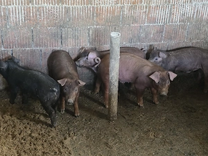 scrofite si viericas Duroc - imagine 3