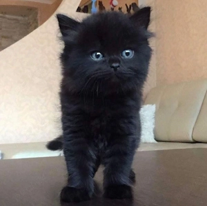 british shorthair puiut