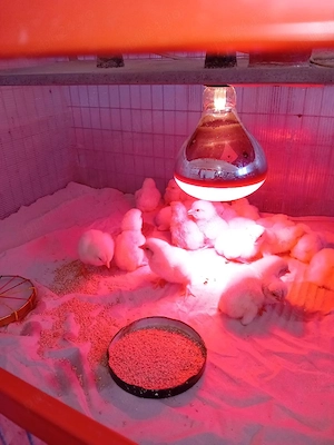 Vînd puișorii de găină rasa Leghorn și 2 găini Sussex  - imagine 2