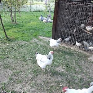 Vînd puișorii de găină rasa Leghorn și 2 găini Sussex  - imagine 4