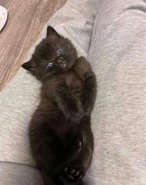 british shorthair puiut - imagine 2