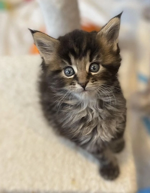 Maine coon fetita si baietel - imagine 2