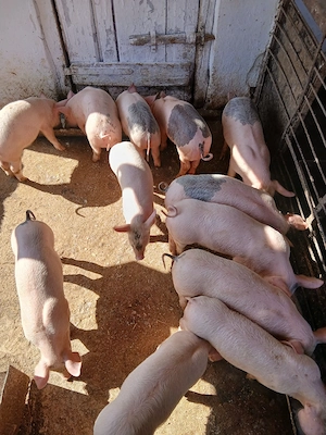 De vănzare purcei