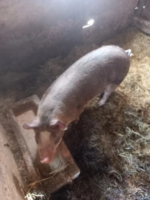 vand  porc