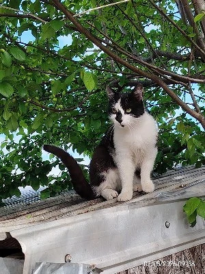 pisicute spre adoptie livrez la domiciliu - imagine 3