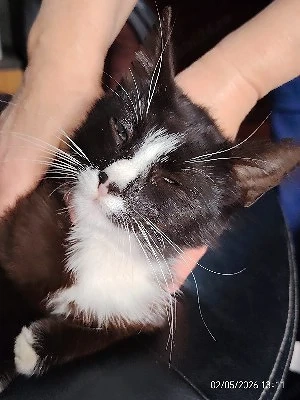 pisicute spre adoptie livrez la domiciliu - imagine 4