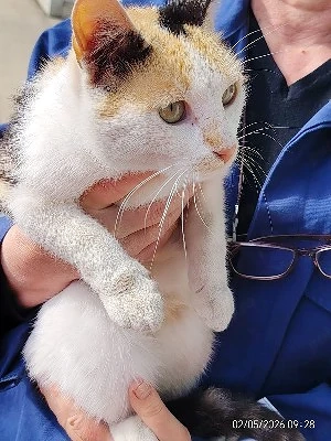 pisicute spre adoptie livrez la domiciliu - imagine 2
