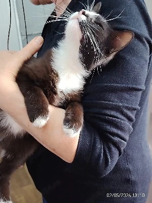pisicute spre adoptie livrez la domiciliu - imagine 5