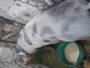 Vand porc 150kg 16 în viu mai multe detalii telefon  cei întetesati seriozitate nu răspund 