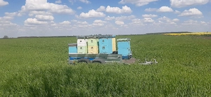 apicultură