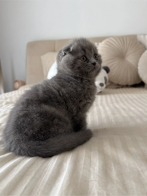 Scottish fold