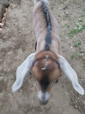 vând țăpișor 