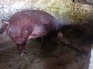 scroafa duroc  gestanta in 4 săptămâni 