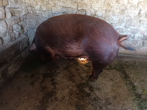 scroafa duroc  gestanta in 2 luni - imagine 3