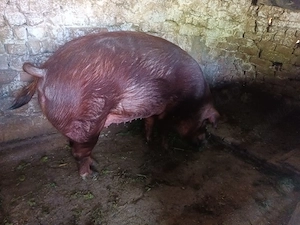 scroafa duroc  gestanta in 2 luni - imagine 4