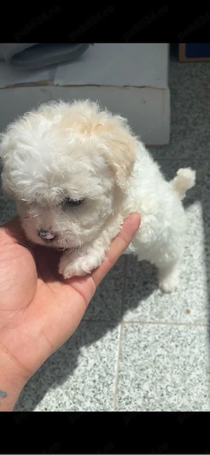 bichon maltipoo 7 saptamanii  - imagine 2