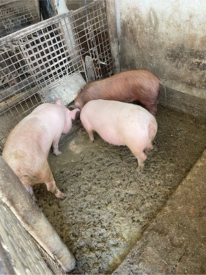 porci scroafe - imagine 4