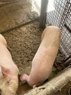 porci scroafe - imagine 2