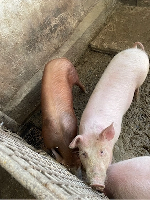 porci scroafe - imagine 3