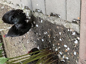 Bantam negru găinușe -import  - imagine 5