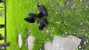 Bantam negru găinușe -import 